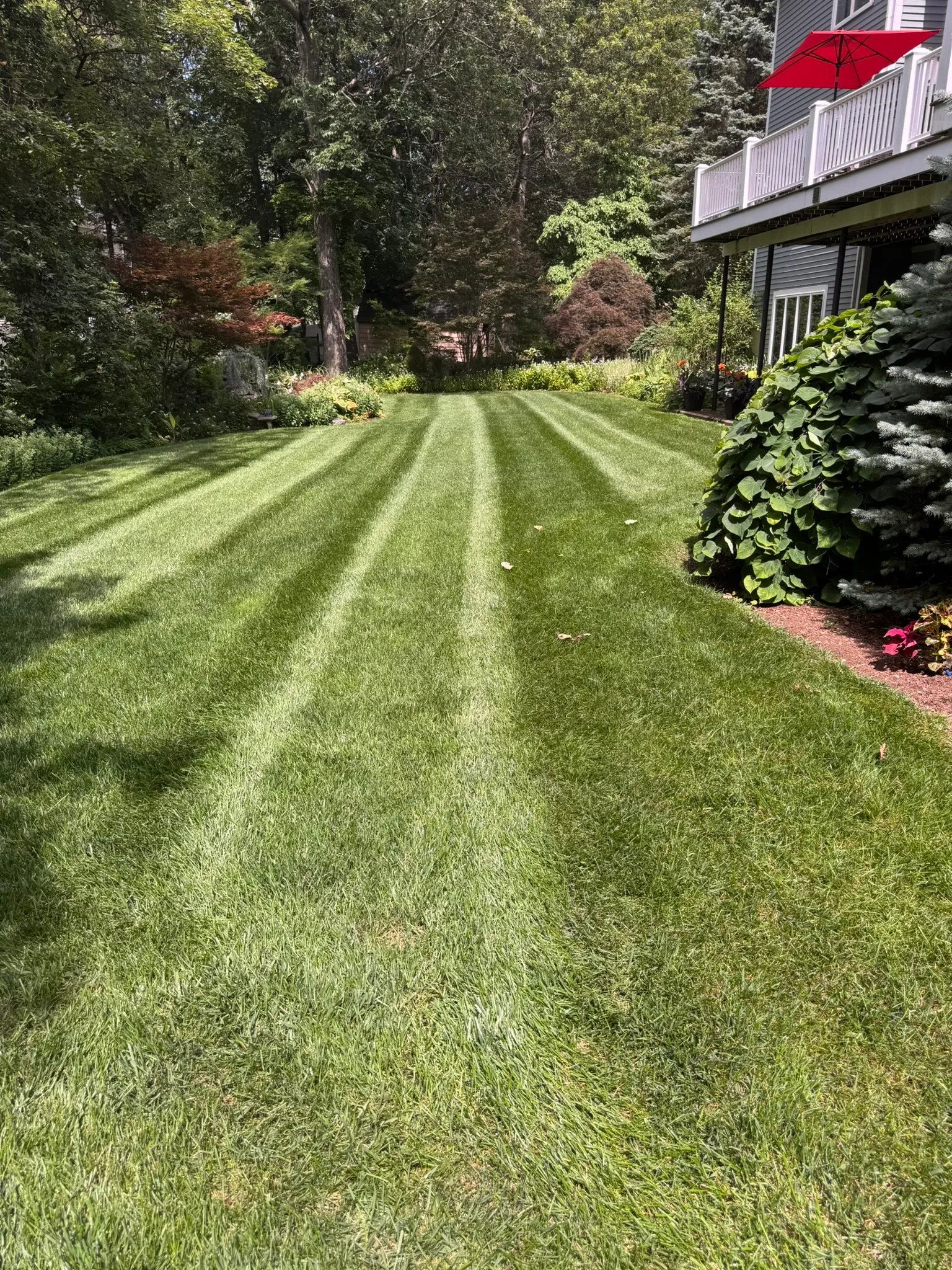 A freshly striped, edged lawn on a maintained residential property in Lexington, MA